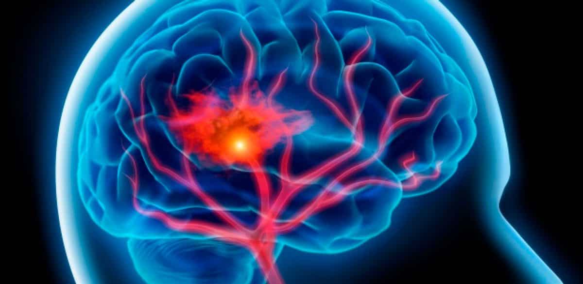 neurobiologia