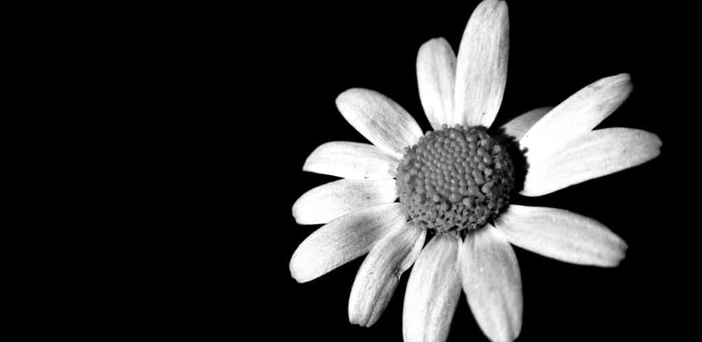 blanco y negro