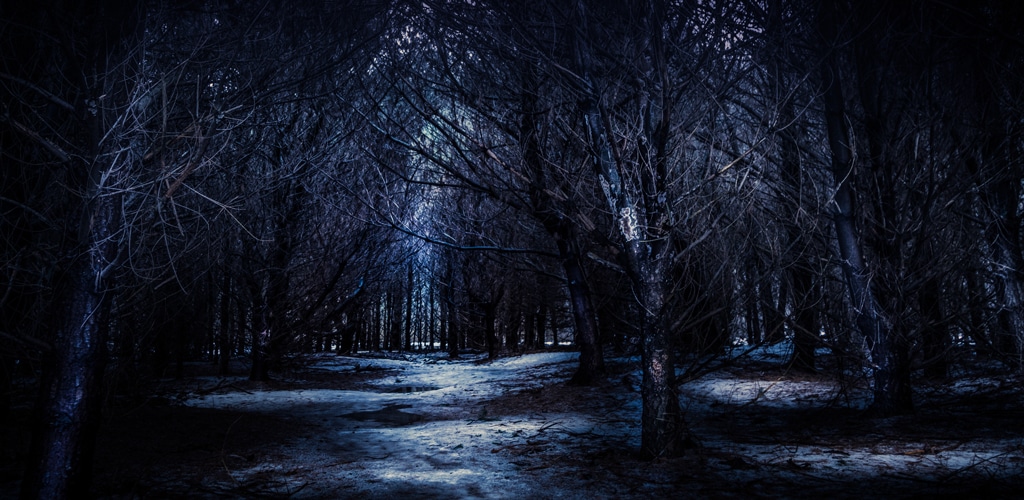 bosque luz disco
